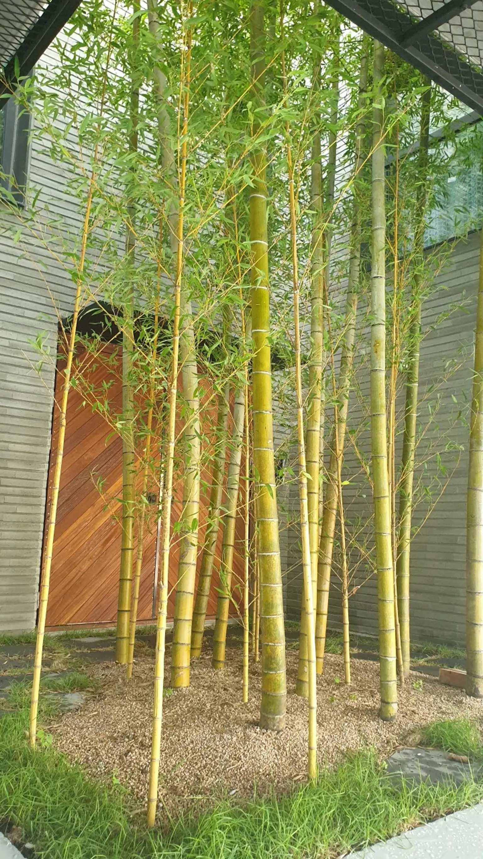  Hamdeok Beach 15 minutes walk Hamdeok Bamboo House Living Room + Two Rooms 2nd Floor B - main image