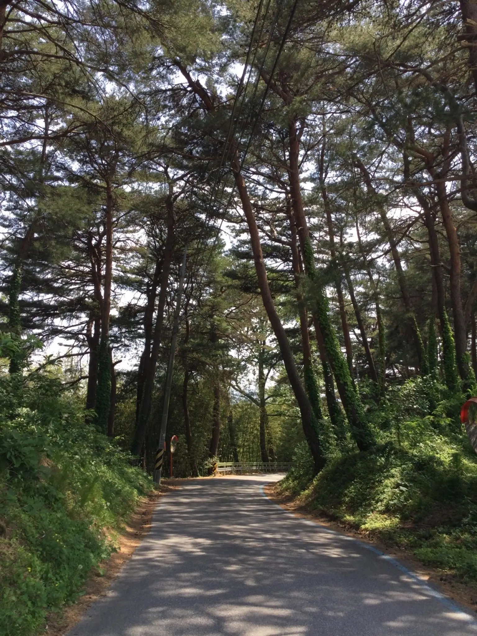 江原江陵 靠近城市安静的松林路 102号住宿 #乡村体验 #森林 - image7