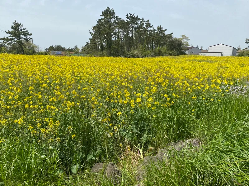 [제주 한림][한림애니하우스*숲*] 한라산과 금오름이 보이는 숲속의 2층 독채 43