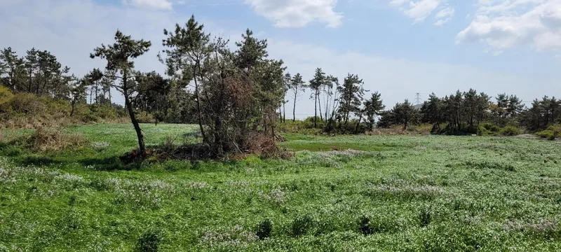 [제주 한림][한림애니하우스*숲*] 한라산과 금오름이 보이는 숲속의 2층 독채 44