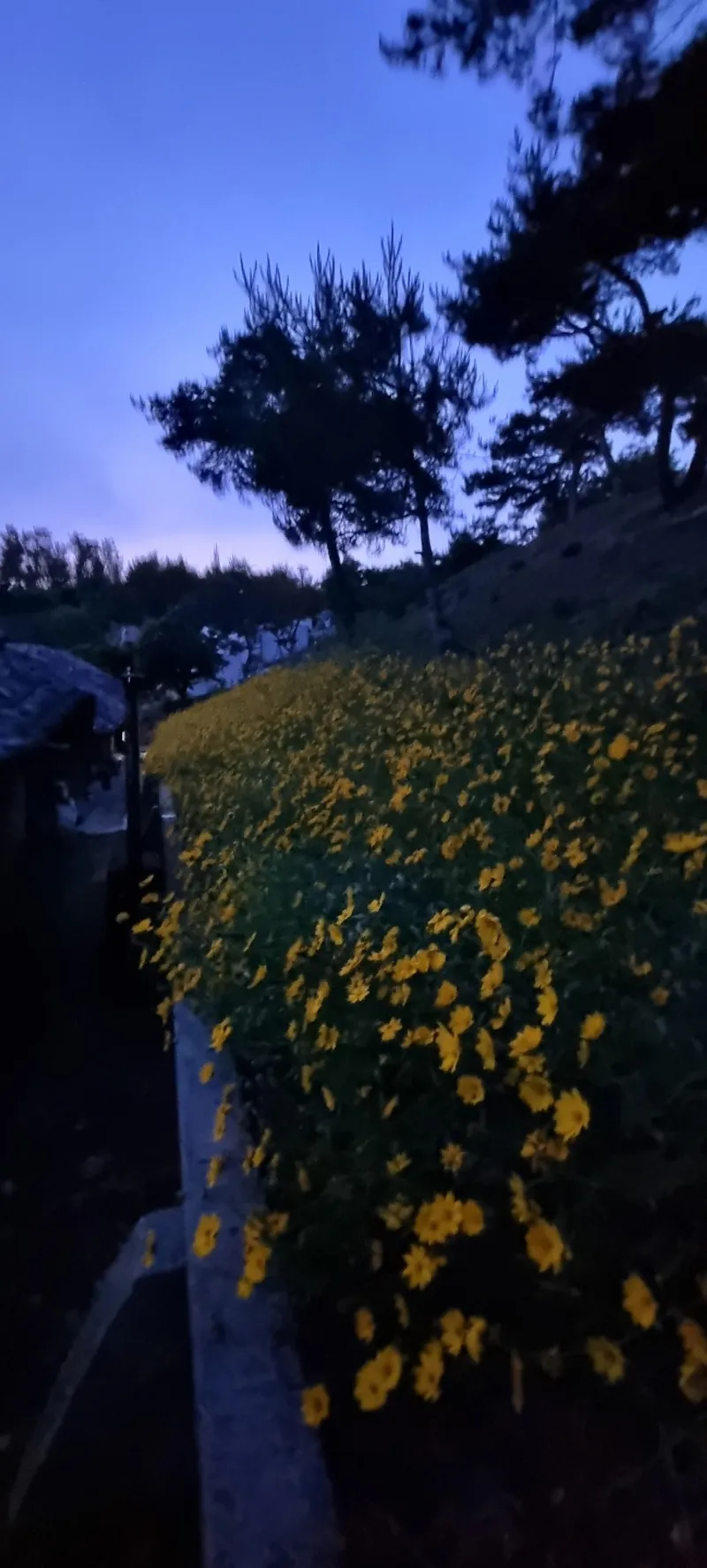 [충남 서산] 충남 서산에서 즐기는 시골라이프 #황토집 #힐링 #대형견가능 19