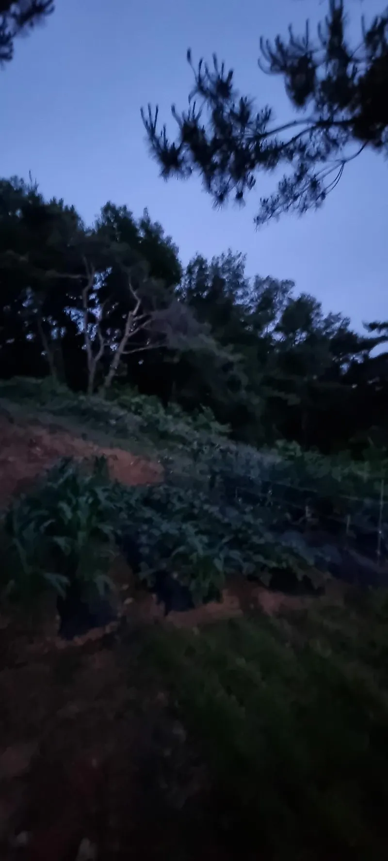 [충남 서산] 충남 서산에서 즐기는 시골라이프 #황토집 #힐링 #대형견가능 21