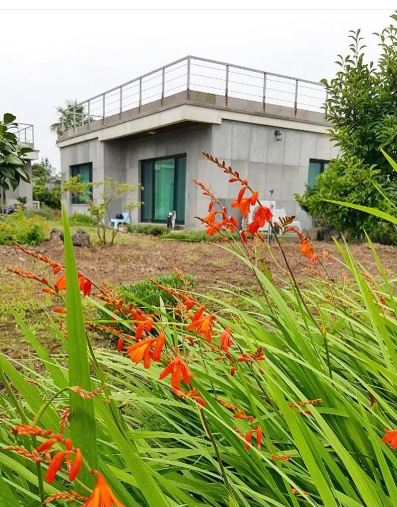 [서귀포 표선] 제주 서귀포 더홈/바깥채(넓은 350평 꽃마당 주택 독채) 3