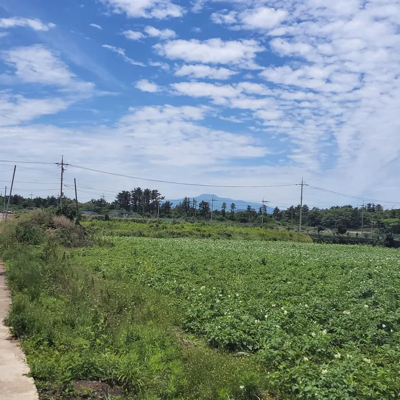[Gujwa, Jeju] Duplex Separated One Room Field View #Far Sea View A 62