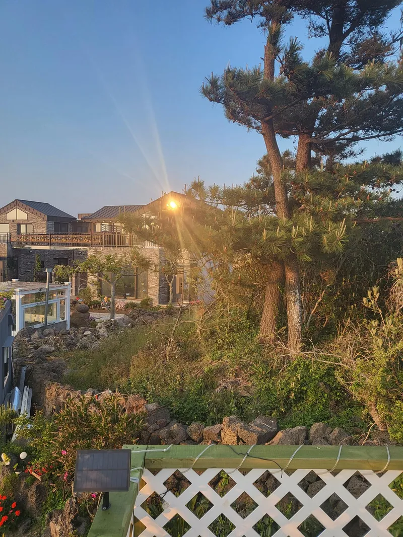 [제주 구좌] 500평 다육 정원독채 텃빝바베큐 찜질방사우나가 코 앞 #유채 48