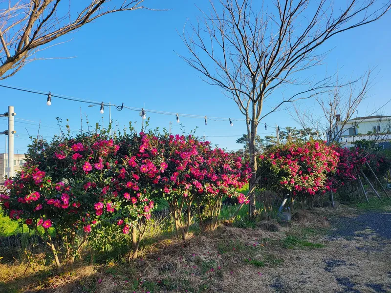 [Gujwa, Jeju] Pyeongdae Sea View Oreum View One Room Stay #201 27