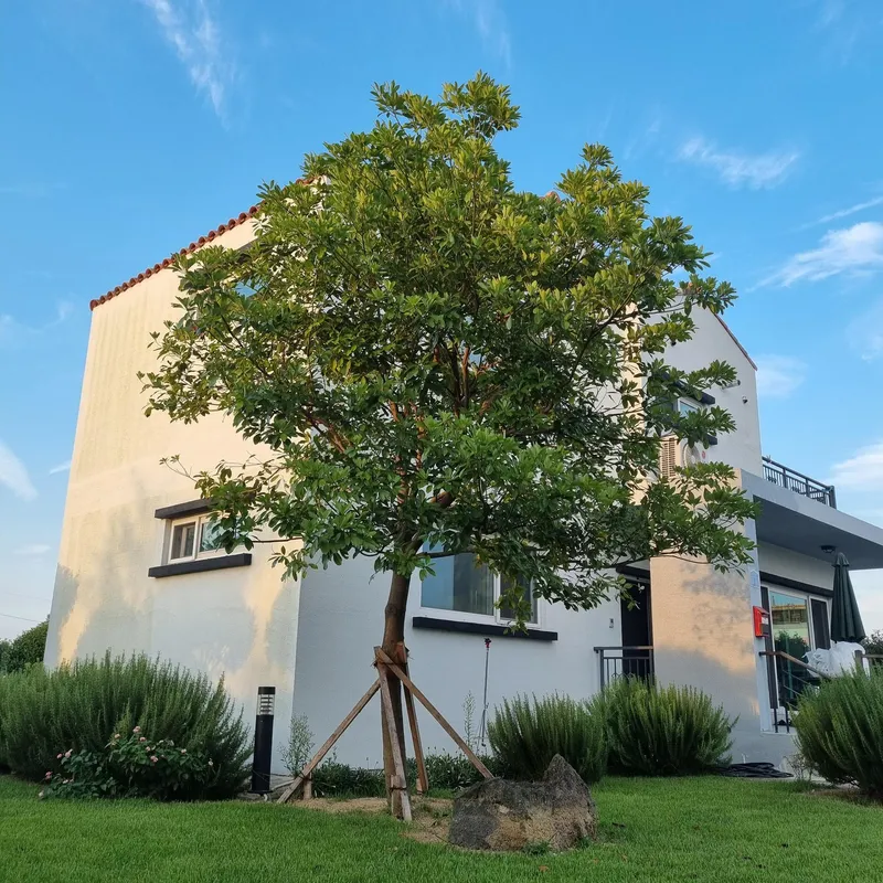 [Gujwa, Jeju] A detached house with a large stone wall and yard (Rosemary) 7
