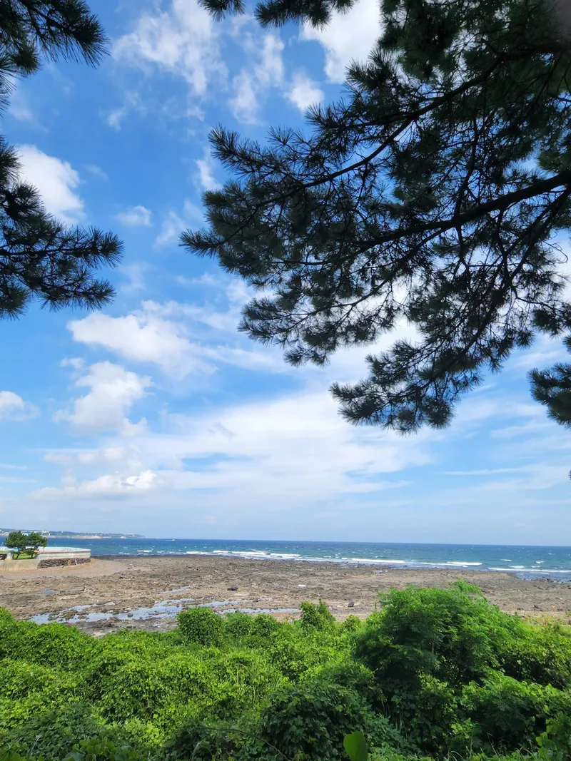 [Namwon, Seogwipo] Ocean View One Room Cypress Tree Water Lily 1st Floor #Cost-effective 18
