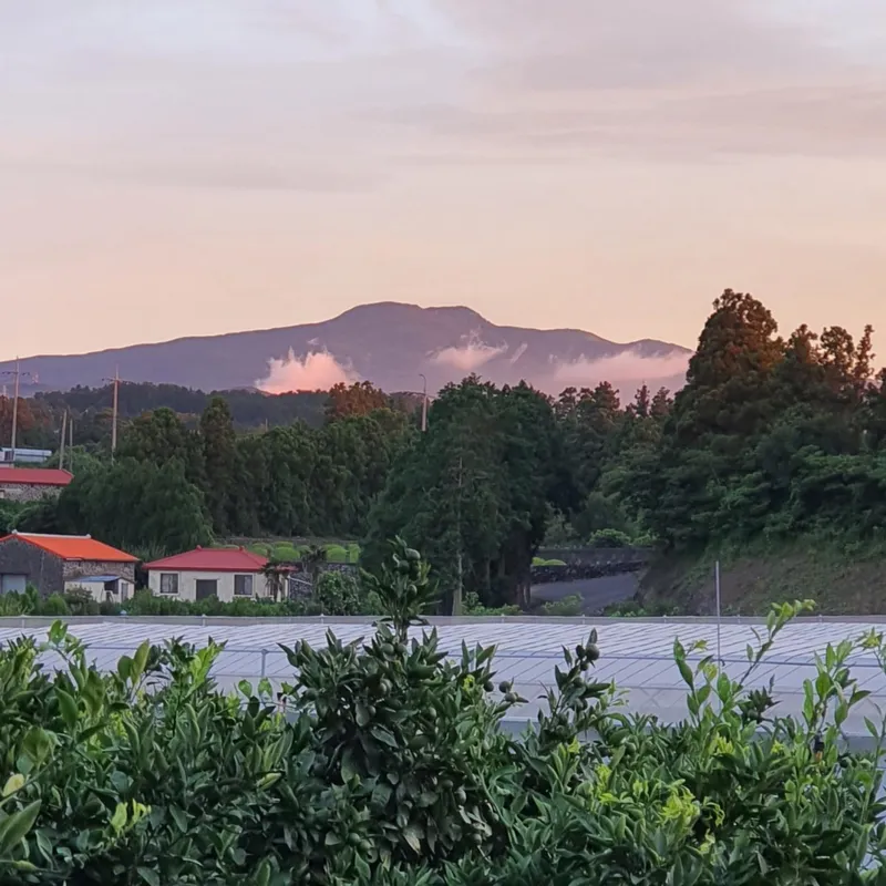 [제주 조천] 1만평 감귤정원 속 한라산을 품은 제주 힐링 2층 투룸 86