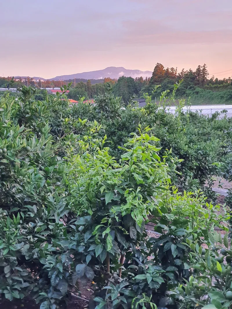 [제주 조천] 1만평 감귤정원 속 한라산을 품은 제주 힐링 2층 투룸 84