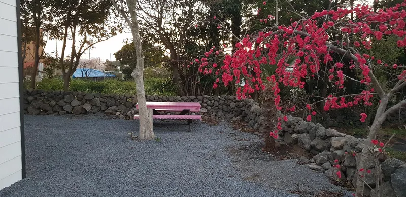 [Seongsan, Seogwipo] Two-room detached house with a large yard full of palm trees #BBQ 54