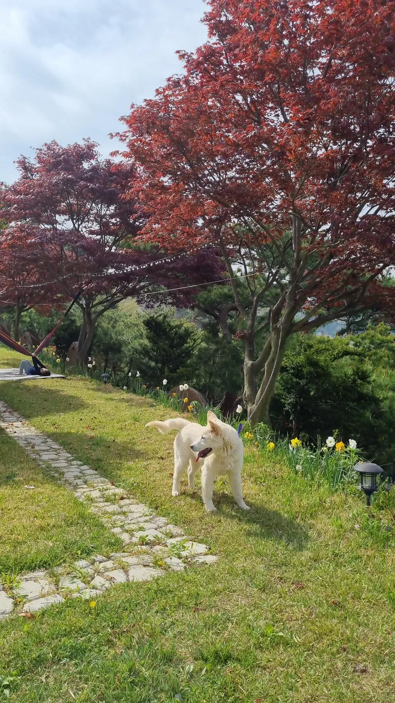 [충남 서산] 반려견과 시골라이프를 즐길 수 있는 황토독채 (원룸) #대형견가능 16