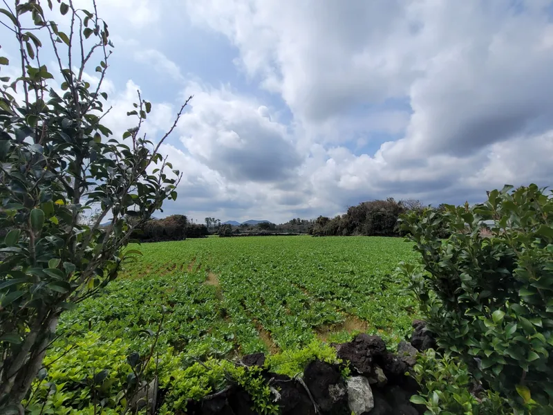 [Gujwa, Jeju] European-style accommodation, pet-friendly one-room duplex Blue Sky #Large dogs allowed 19