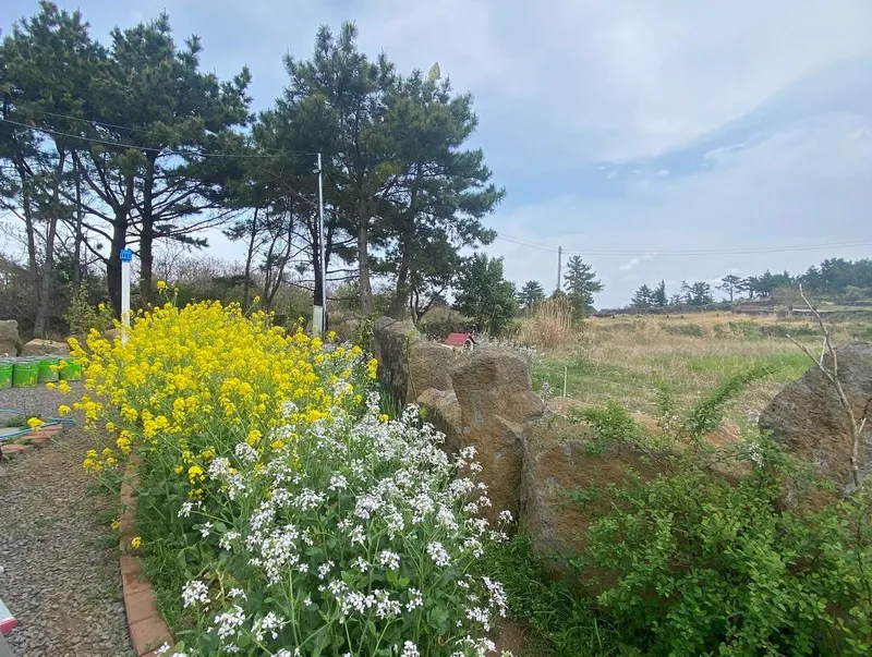 [Hallim, Jeju][Hanlim Ani House*Sunset*] A two-story detached house with a beautiful sunset overlooking Geumosan 36
