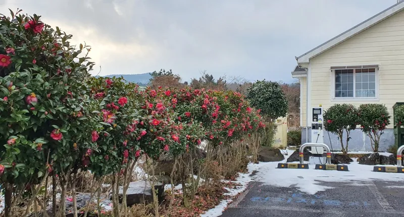 [Haean-dong, Jeju] 30 pyeong A two-room detached house in the countryside 7 minutes from the city center #Pets allowed 5
