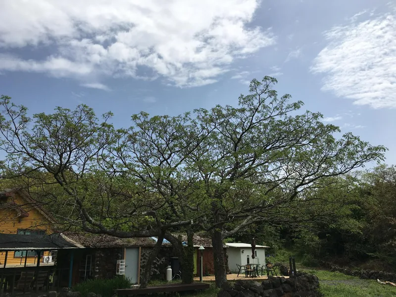 [Jocheon, Jeju] A detached one-room stone-walled house where you can hear the birds singing 3