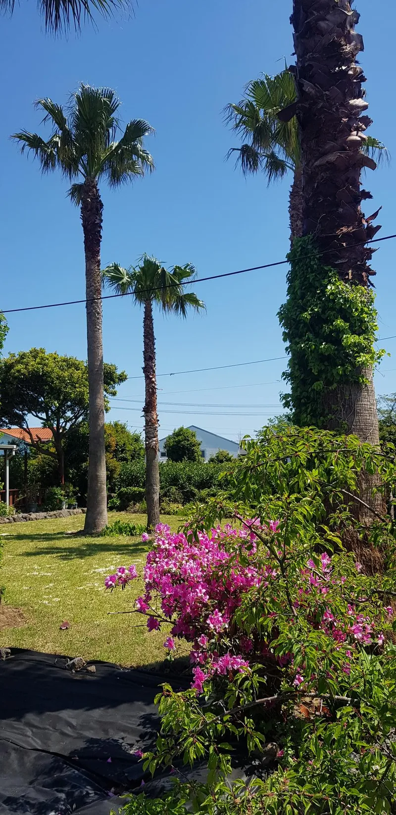 [Seongsan, Seogwipo] Two-room detached house with a large yard full of palm trees #BBQ 35