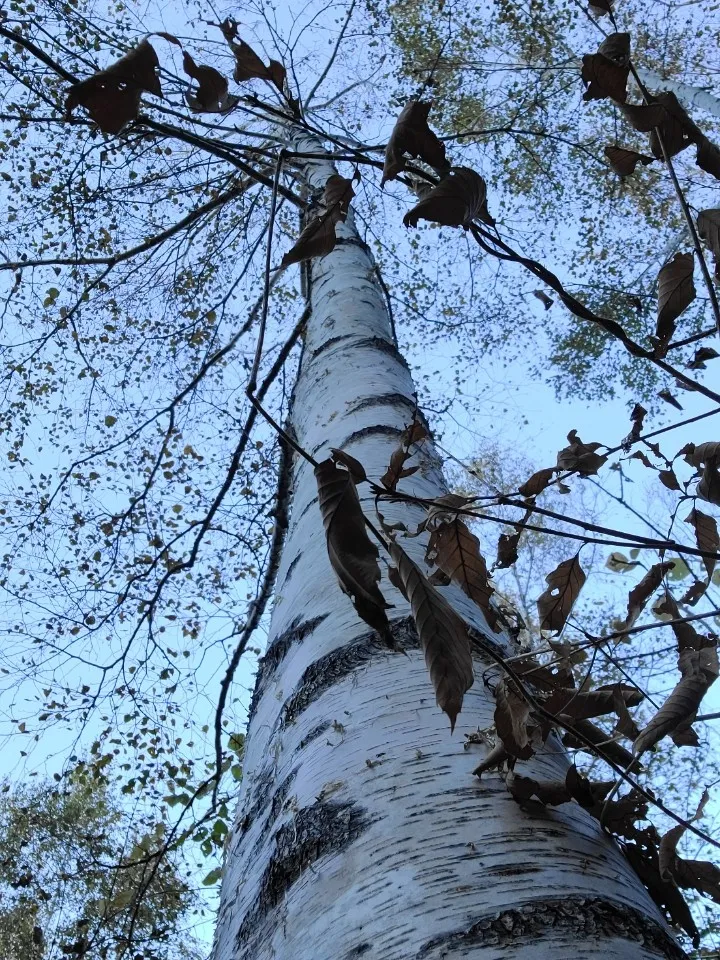 [Gapyeong] In the middle of the pine forest, in the middle of the city _One room #6 #Pets 21