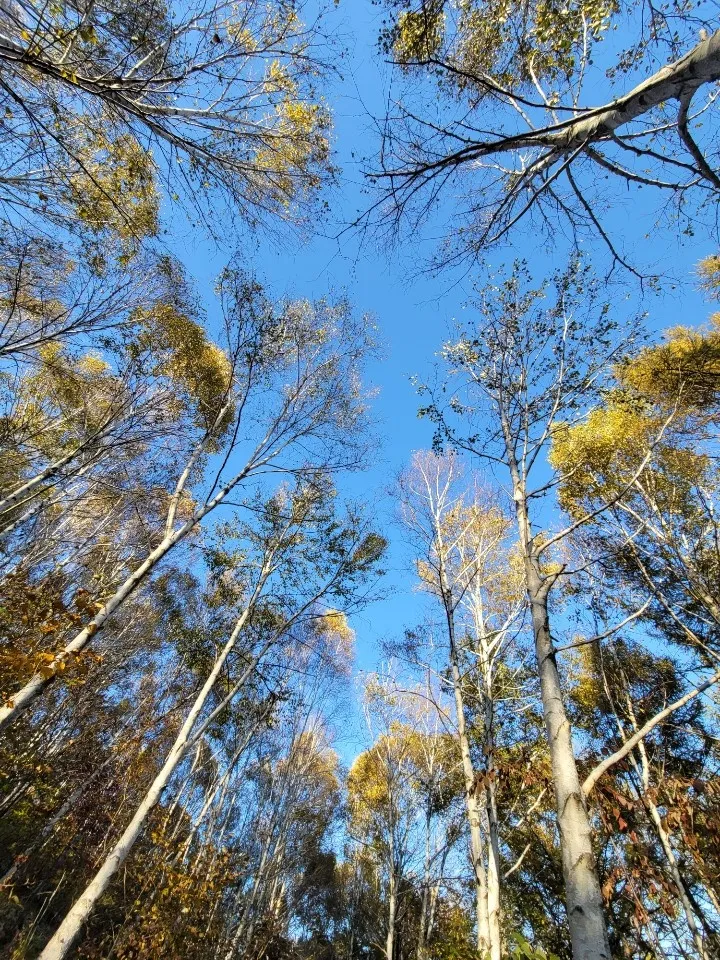 [Gapyeong] In the middle of the pine forest, in the middle of the city _One room #6 #Pets 20