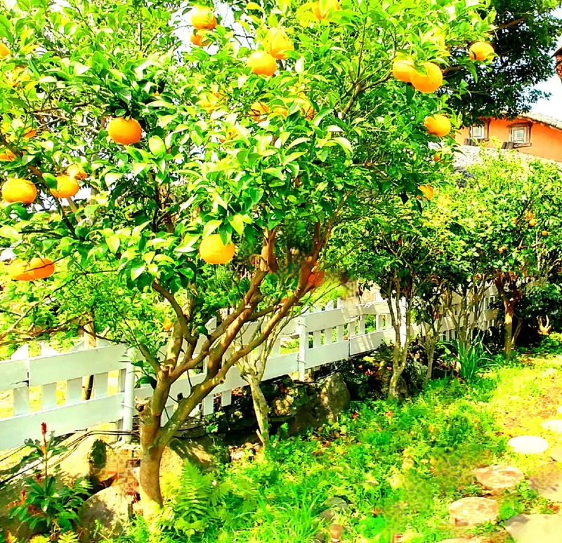 [제주 애월] 독채 정원 바다뷰테라스 9