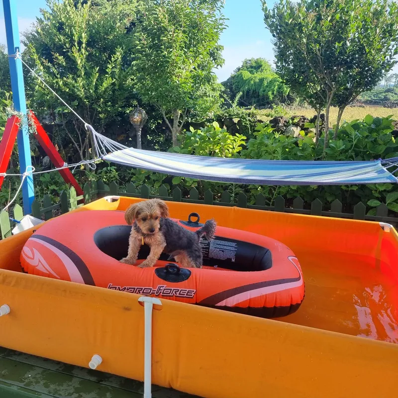 [Gujwa, Jeju] European-style accommodation, pet-friendly one-room duplex Blue Jeju #Large dogs allowed 23
