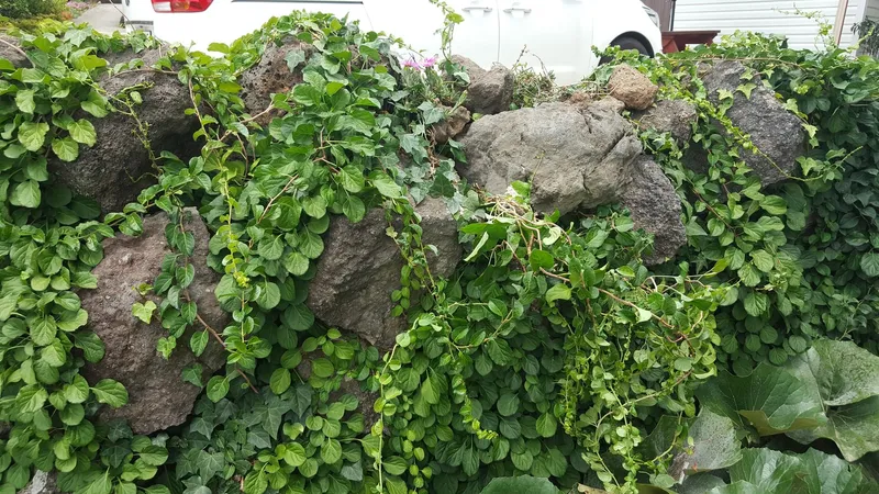 [Andeok, Seogwipo] Jungmun Tourist Complex, a small and practical 2-room detached house with a yard [20 pyeong-B] 48
