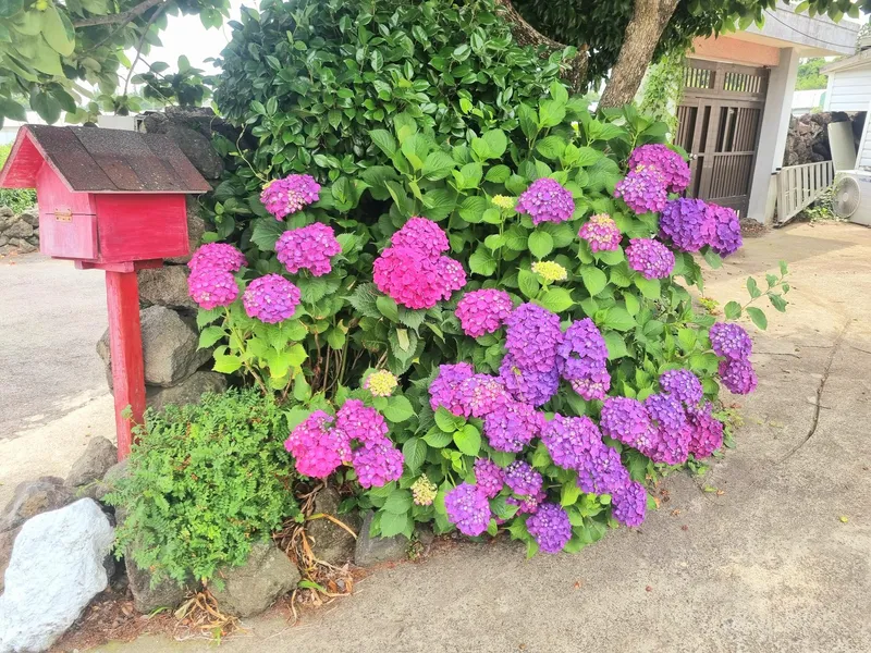 [Andeok, Seogwipo] 2-room detached house with a lawn yard, 25 pyeong - Building E 33