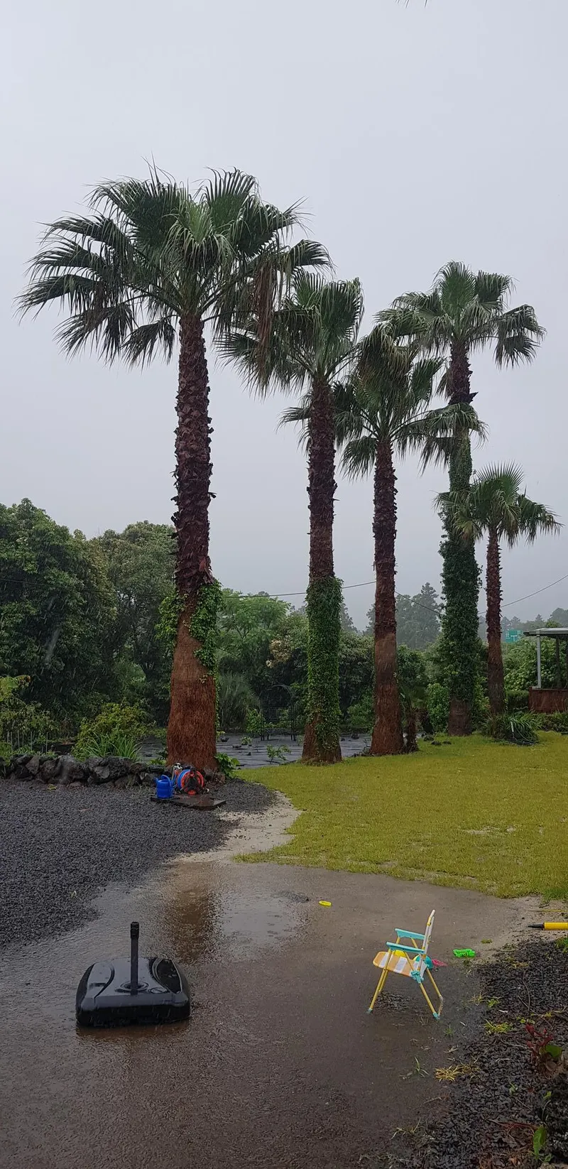 [Seongsan, Seogwipo] Two-room detached house with a large yard full of palm trees #BBQ 48