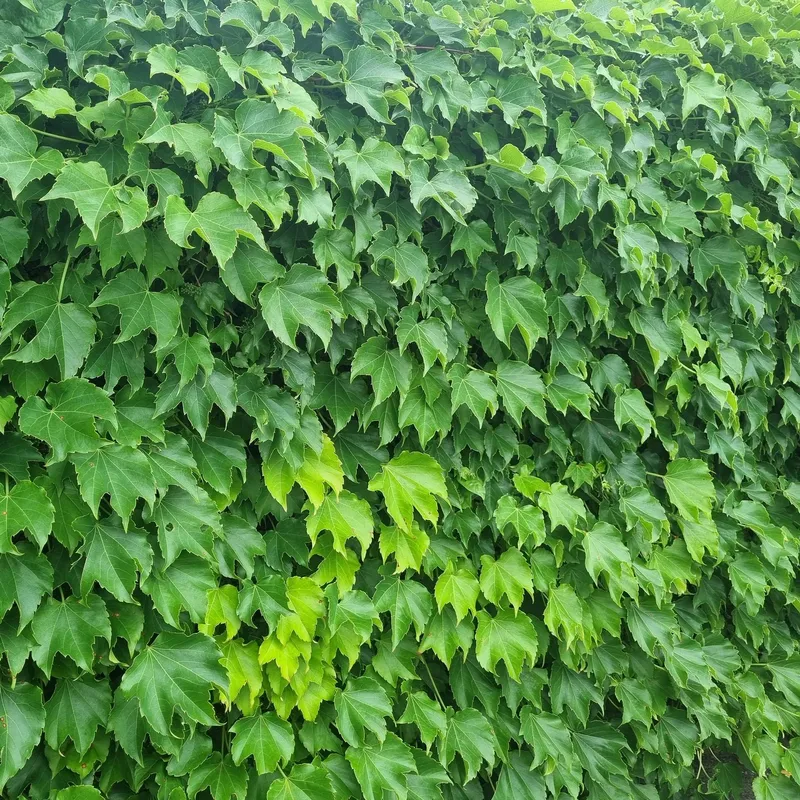 [서귀포 남원] 위미포구 해안로 산책길 별채 32