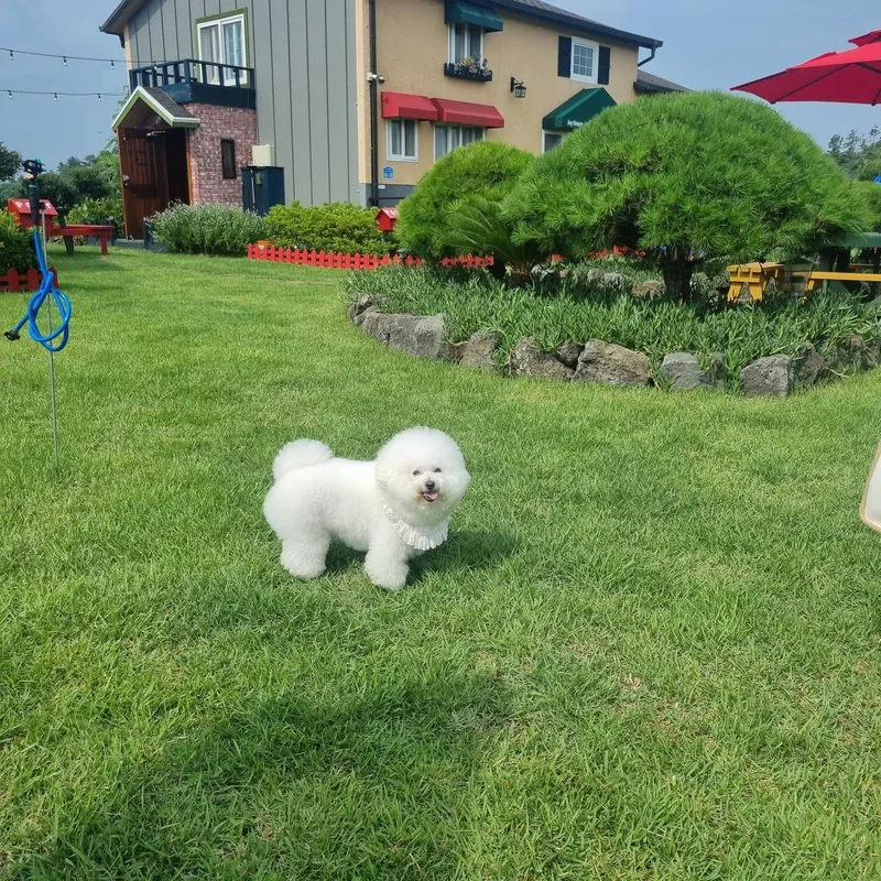[Gujwa, Jeju] European-style accommodation, pet-friendly one-room duplex Blue Jeju #Large dogs allowed 4