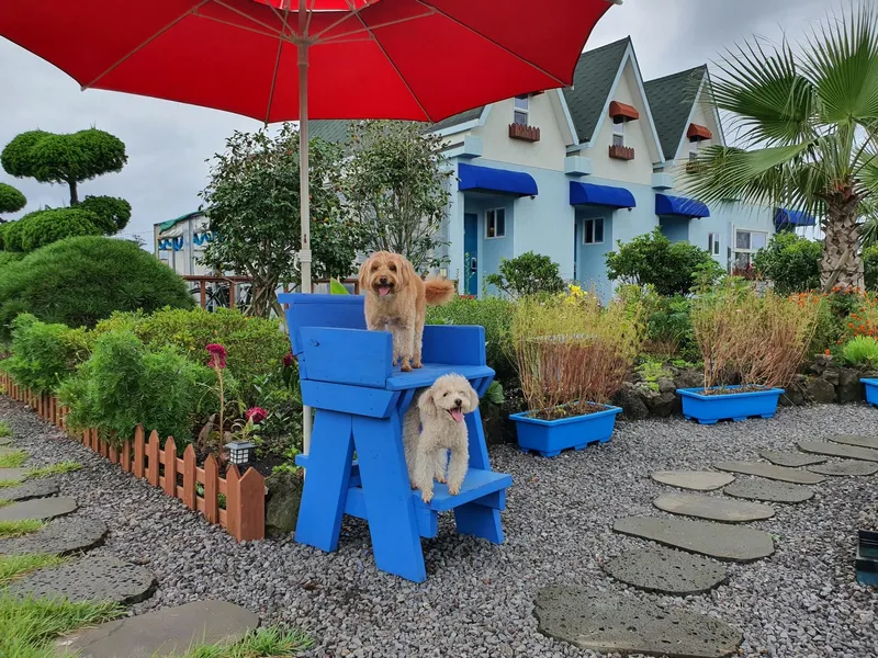 [Gujwa, Jeju] European-style accommodation, pet-friendly one-room duplex Blue Jeju #Large dogs allowed 21