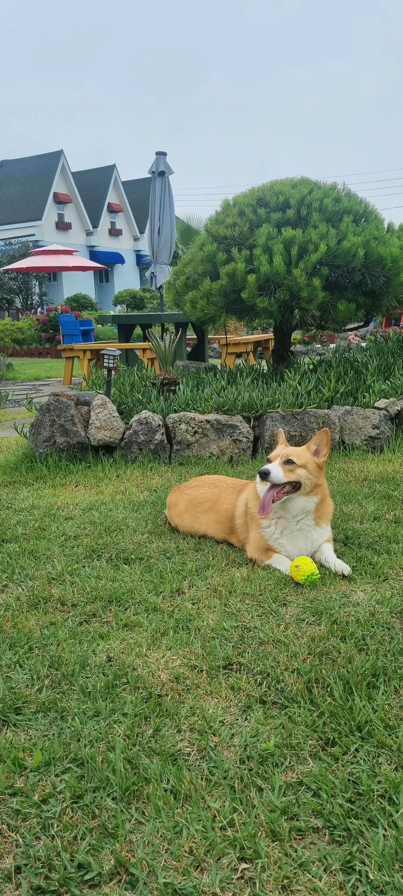 [Gujwa, Jeju] European-style accommodation, pet-friendly one-room duplex Blue Jeju #Large dogs allowed 25