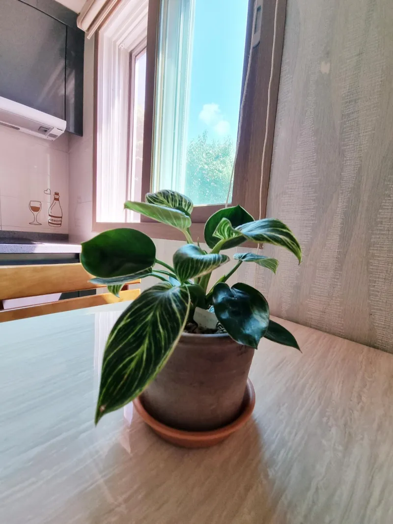 [Gujwa, Jeju] A two-room independent house with a fragrant emotional stay in Bijarim #private garden 25