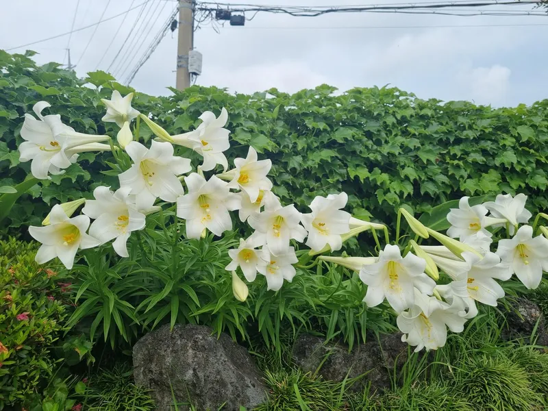 [서귀포 남원] 위미포구 해안로 산책길 별채 31