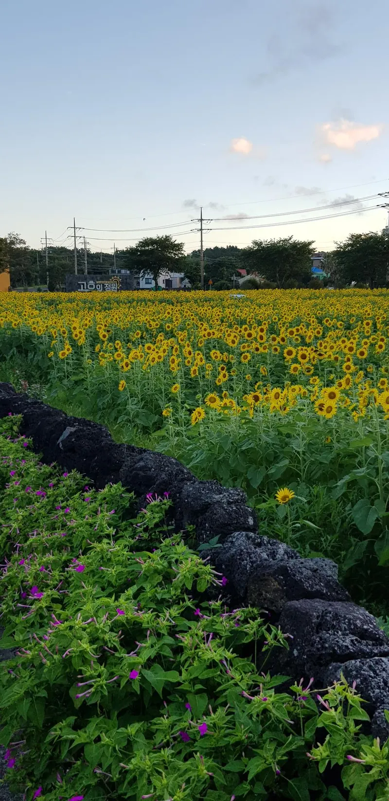 [Seongsan, Seogwipo] Two-room detached house with a large yard full of palm trees #BBQ 86