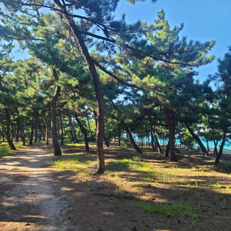 [강원 강릉] 일출이 보이는 오션뷰 8층 원룸(85) #영진해변5분거리 18