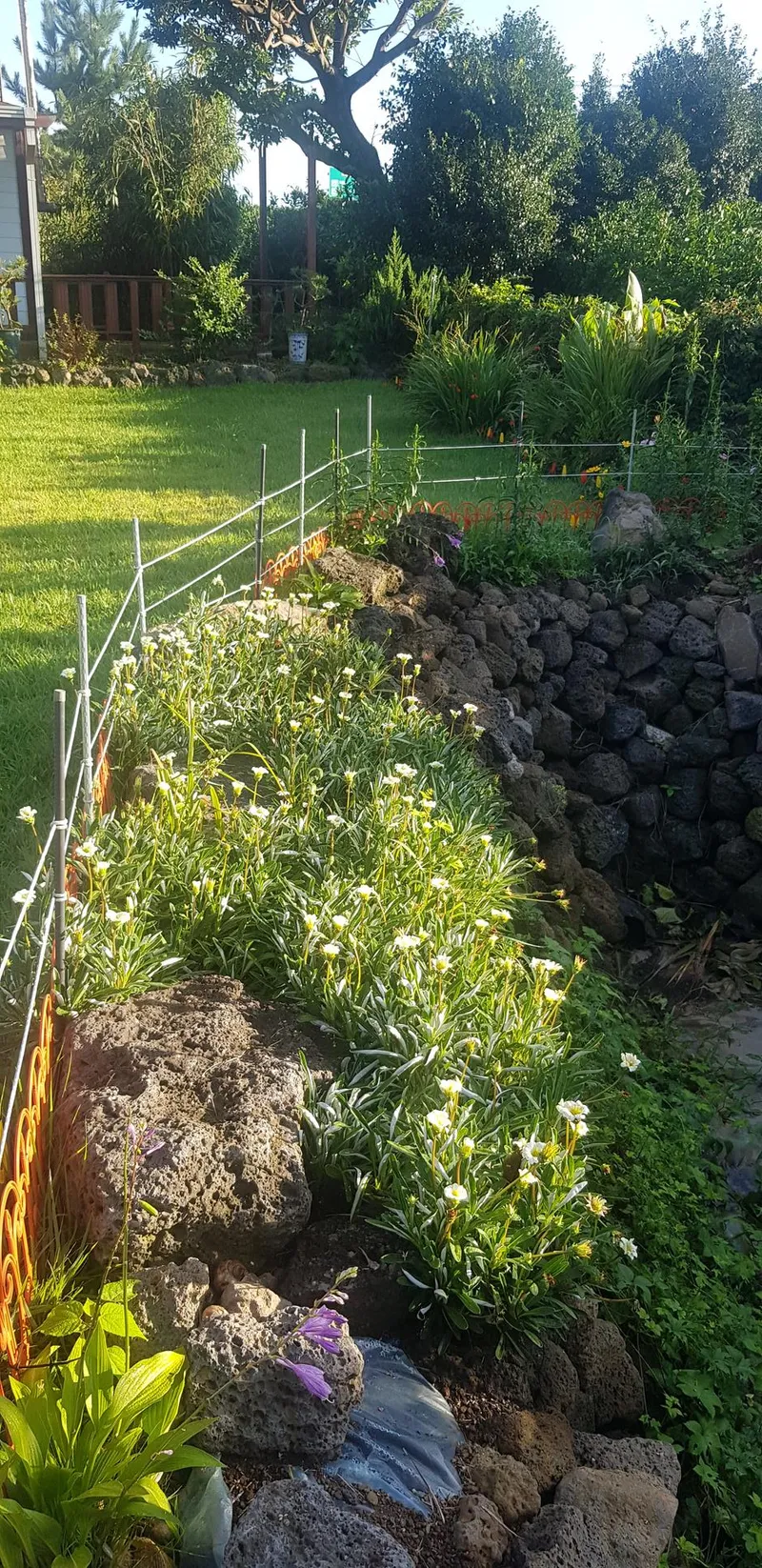 [Seongsan, Seogwipo] Two-room detached house with a large yard full of palm trees #BBQ 56