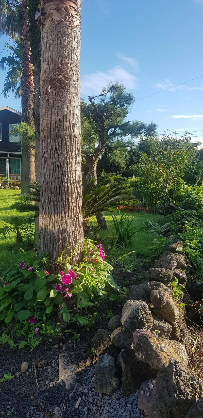 [Seongsan, Seogwipo] Two-room detached house with a large yard full of palm trees #BBQ 57