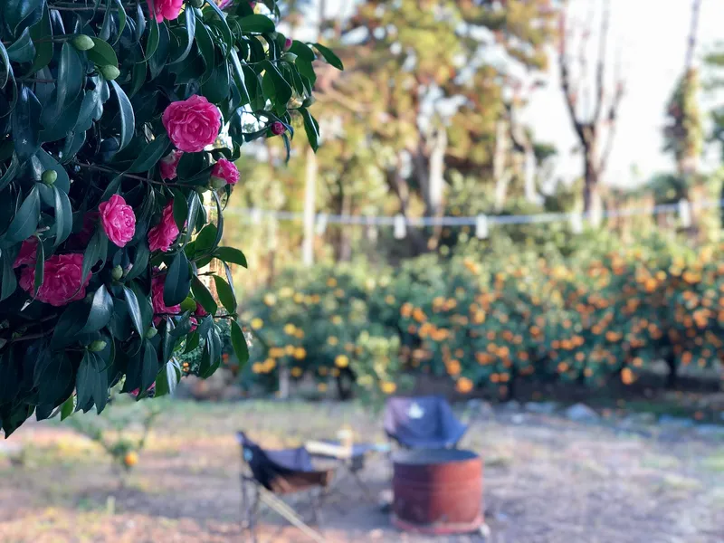 [Beophwan-dong, Seogwipo] Two-room detached farmhouse surrounded by tangerine fields 14
