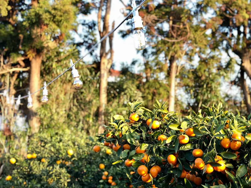 [Beophwan-dong, Seogwipo] Two-room detached farmhouse surrounded by tangerine fields 16