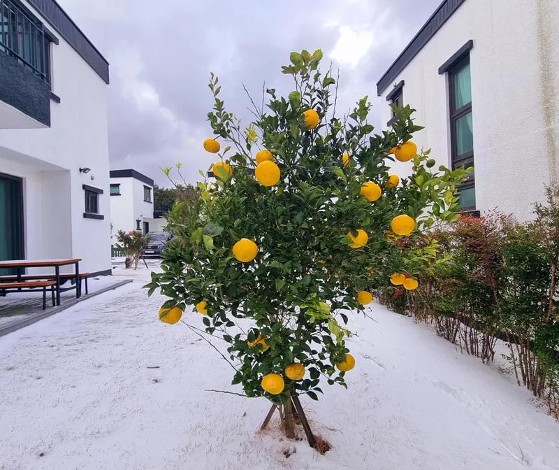 [Hallim, Jeju] #Two living rooms, bedrooms, and bathrooms #A two-story house spacious enough for two families #Dogs allowed 38