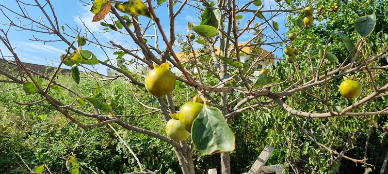 [서귀포 안덕][제주 대평리 사소한 골목]정원이 있는 돌담 독채 29