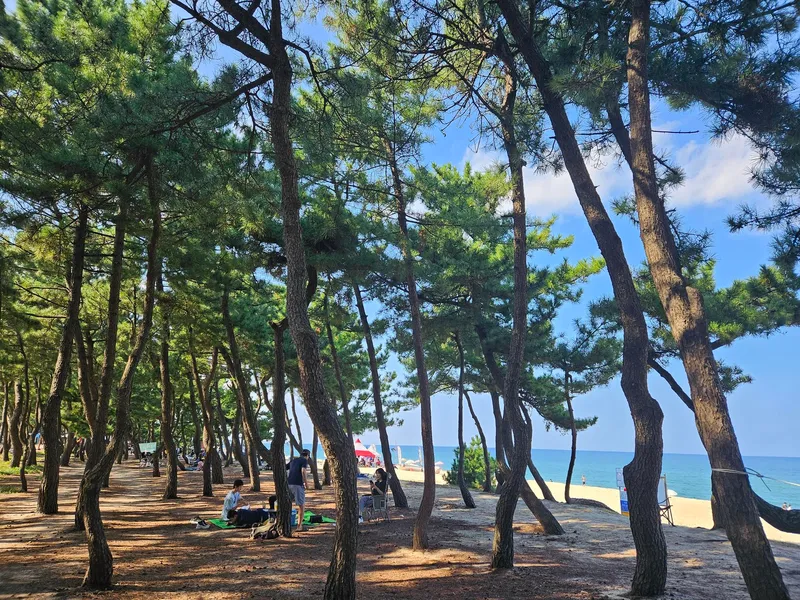 [강원 강릉] 바닷가근처 대관령 노울 풍경이 아름다운 숙소 20