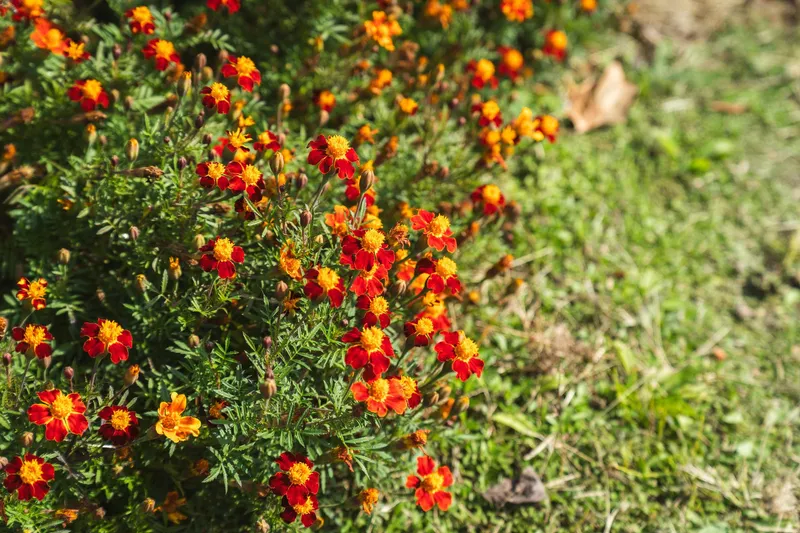 [Yeongju] A private house filled with the fragrance of flowers at the foot of Mt. Sobaek 79