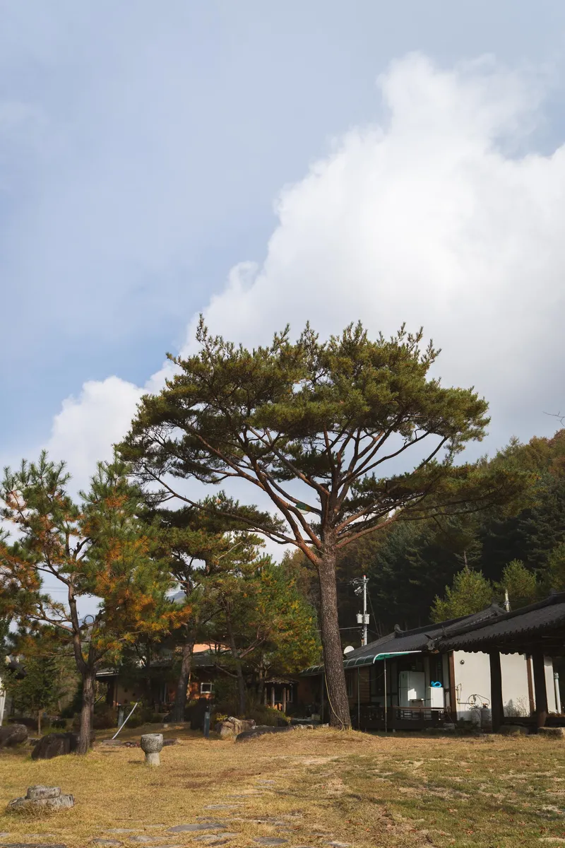 [Yeongju] Hwangtobang Pension in Sobaeksan National Park 28