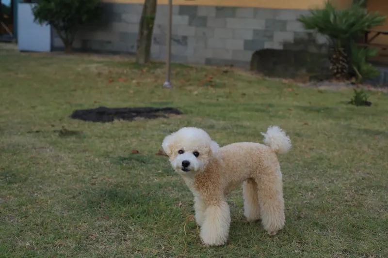 [제주 애월] 편백나무와 힐링이 함께하는 원룸형 숙소 #애견동반가능2 38