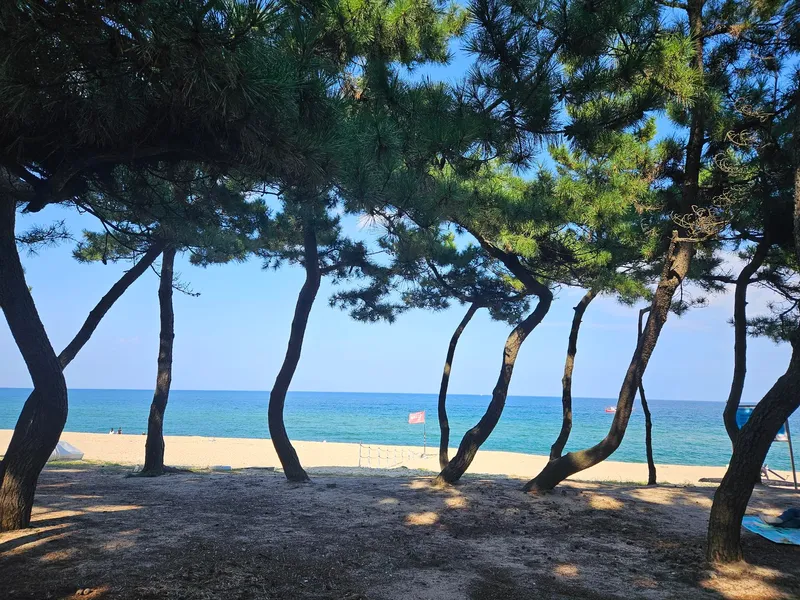 [강원 강릉] 송정 바다와 솔밭이 한눈에 #안목커피거리와 이마트 19