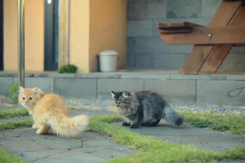 [Aewol, Jeju] Accommodation with cypress trees and healing #Pets allowed 45