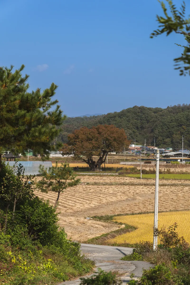 [Yeongju] A private house filled with the fragrance of flowers at the foot of Mt. Sobaek 76
