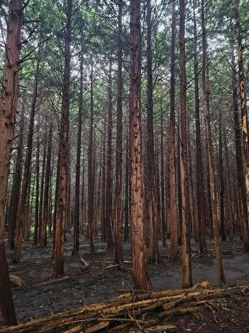 [제주 조천][제편] 편백숲마을 바로앞 제주 비밀의 숲 투룸독채 14